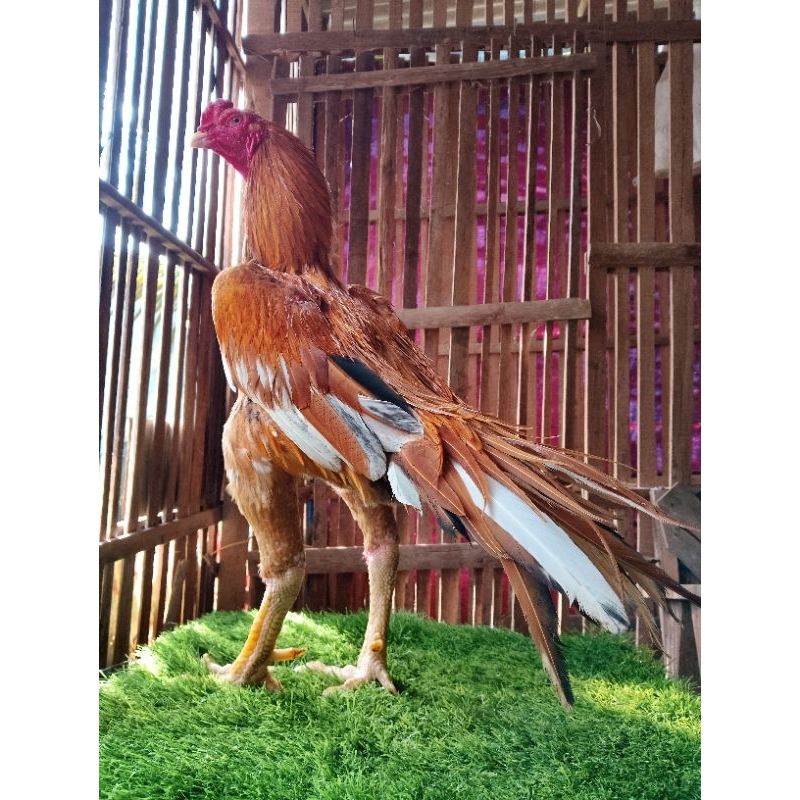 Pakoy x Bangkok selatan penghancur tulang khusus pejantan VVIP