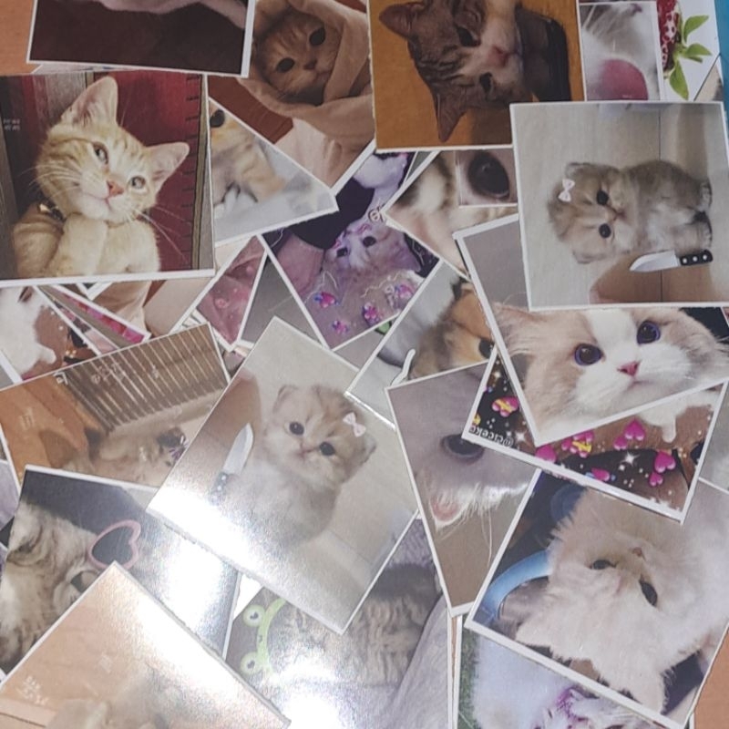 

READY FREEBIES STICKER KUCING LUCU ISI 30PCS/MAIL STICKER CAT