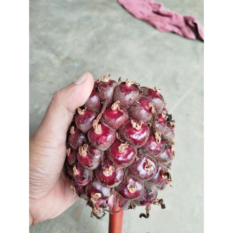 

Buah honje merah / honje laka buah kecombrang segar