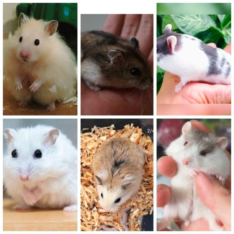 

RK HAMMY SEMUA JENIS (KIRIM khusus grab)