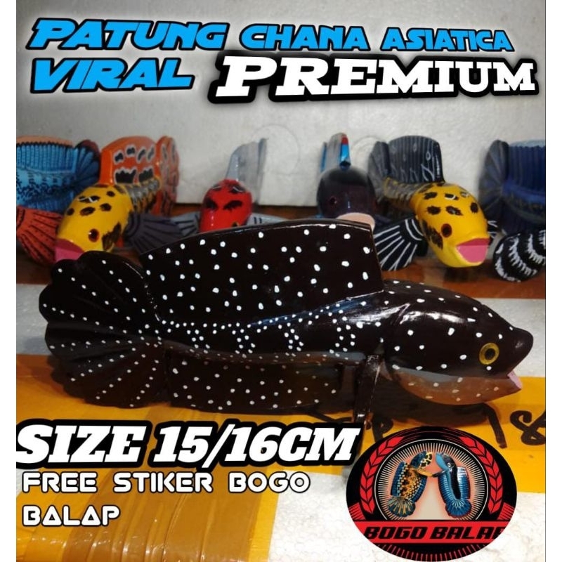 asiatica hf gondrong