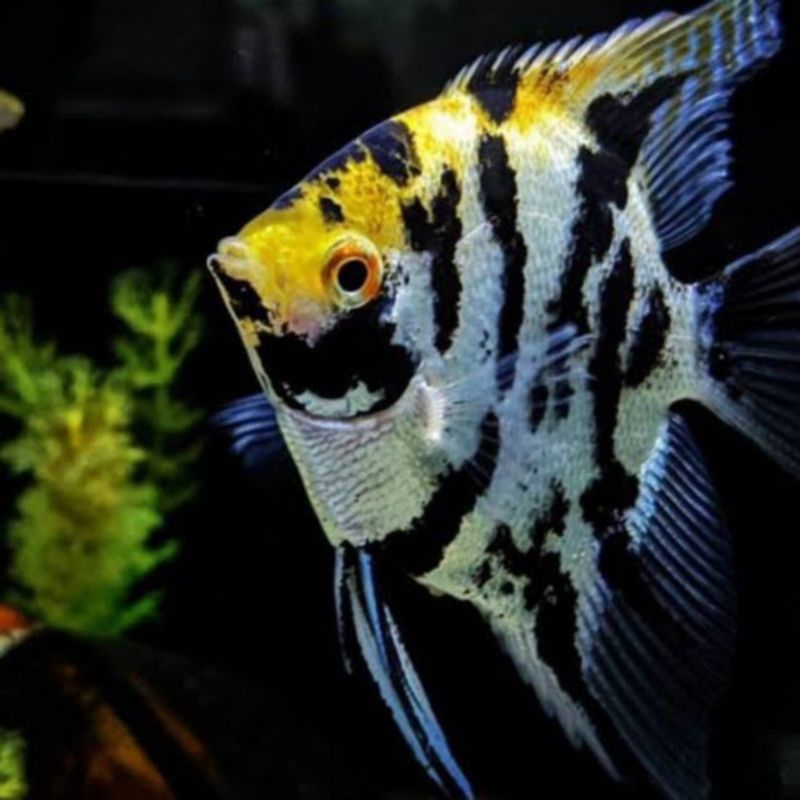 TERMURAH DI SHOPPE hiasan aquarium ikan manfish tricolor isi 3ekor