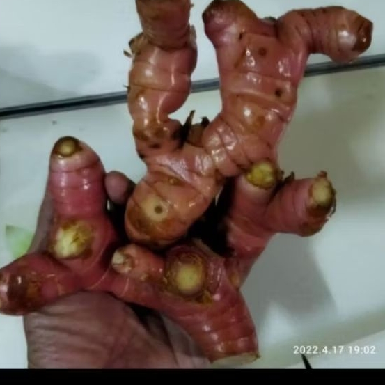

Lengkoas frss lengkoas atau laja di jual per 1kg