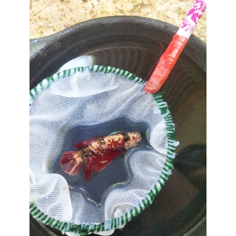 cupang hias Barongsai ,Red koi Cooper , Avatar Gordon, Avatar Cooper