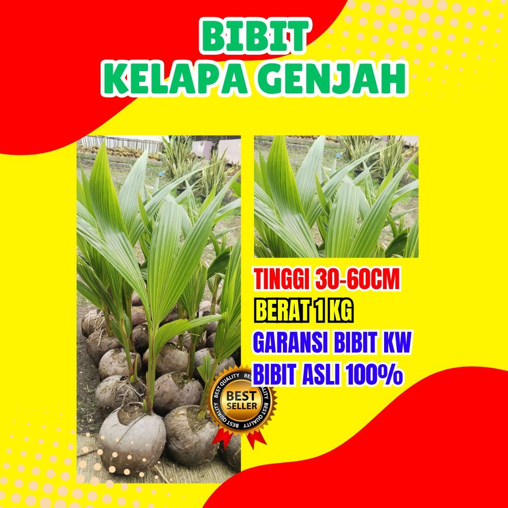 BIBIT UNGGUL.. Pohon Kelapa Genjah Pendek, Pohon Kelapa Genjah Entok