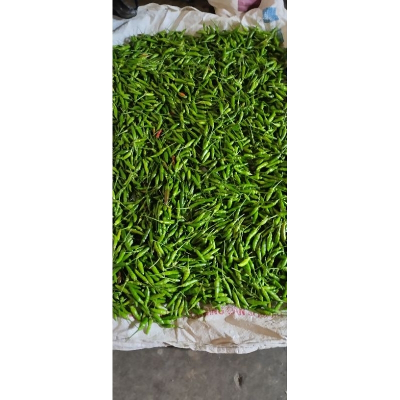 

Cabai rawit hijau original