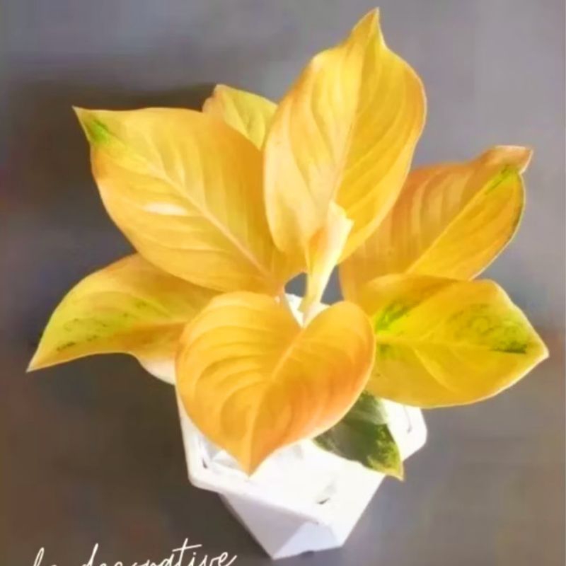 ( GRATIS ONGKIR ) Aglonema Golden Love Tanaman Hias Bunga Aglaonema Murah Merah BUKAN bonggol bibit 