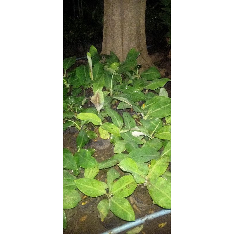 bibit pisang raja bulu