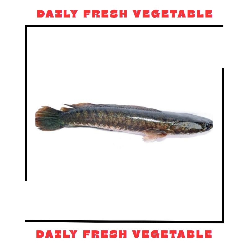 

Ikan Gabus Fresh 500gr