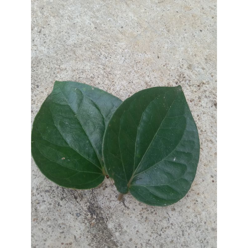 

Daun Sirih/ Obat Herbal/ Sirih Segar