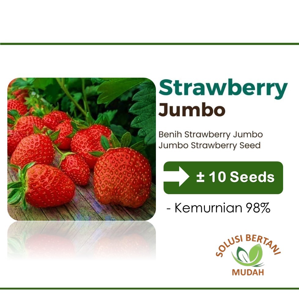 Bibit Buah Strawberry Jumbo Unggul