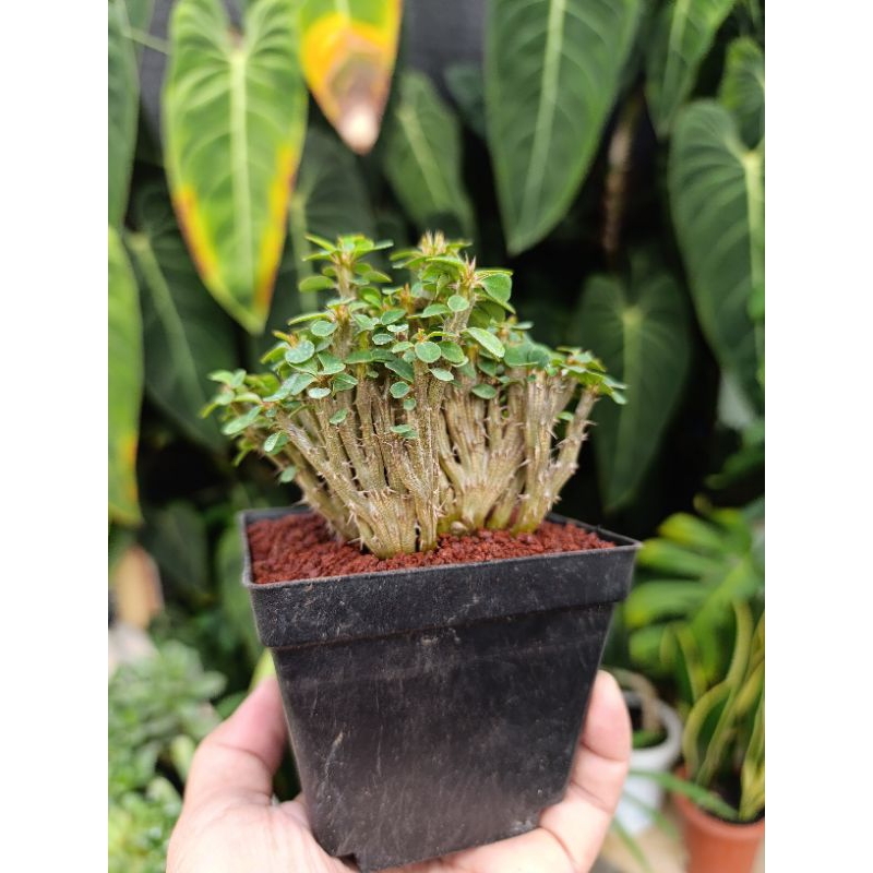 euphorbia milii crested KAKTUS SUKULENT TANAMAN HIAS