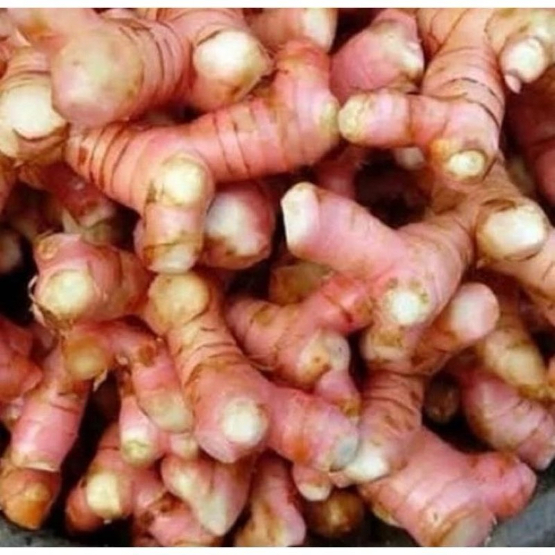 

laos lengkuas murah meriah promo 1kg Sidoarjo