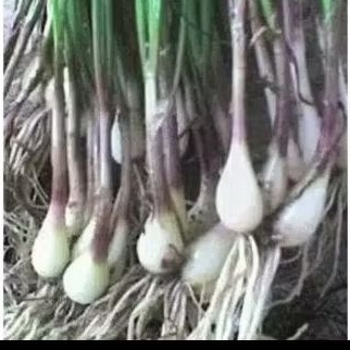 

Bibit bawang Batak segar kualitas fres 250 gram, lokio kuncay bawang batak