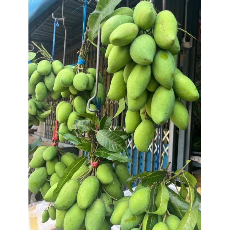 

Mangga muda