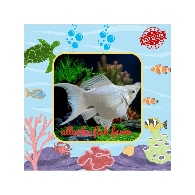 MOLLY BALON PLATINUM LYRETAIL/EKOR CAWANG