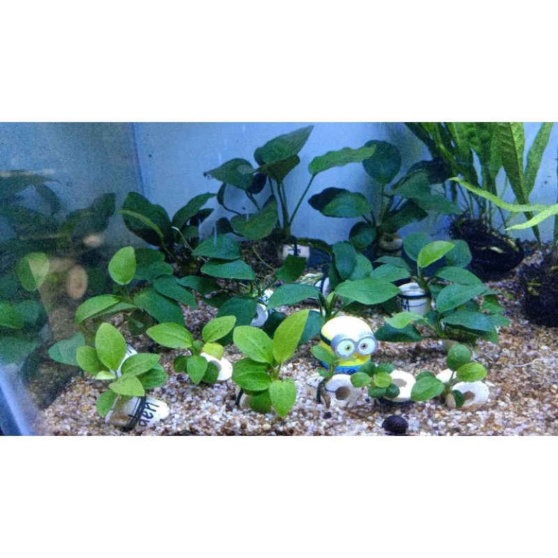 Anubias nana size M