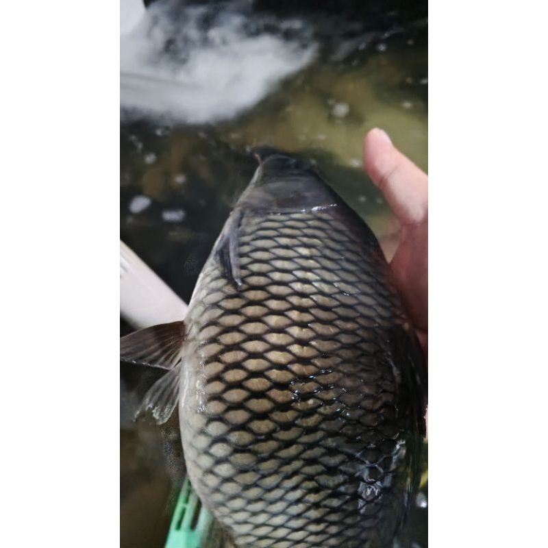 

ikan mas segar (hidup bukan frozen) tersedia berbagai ukuran