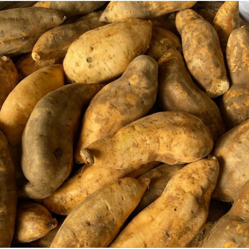 

ubi putih segar 500gr