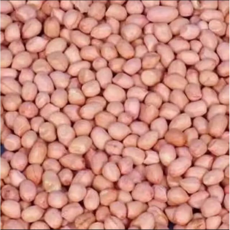 

promo bibit kacang tanah asli petani Madura kualitas super isi 1kg