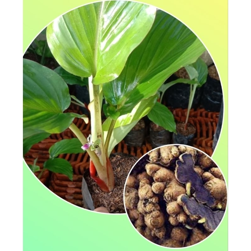 tanaman herbal Curcuma caesia/kunyit hitam asli