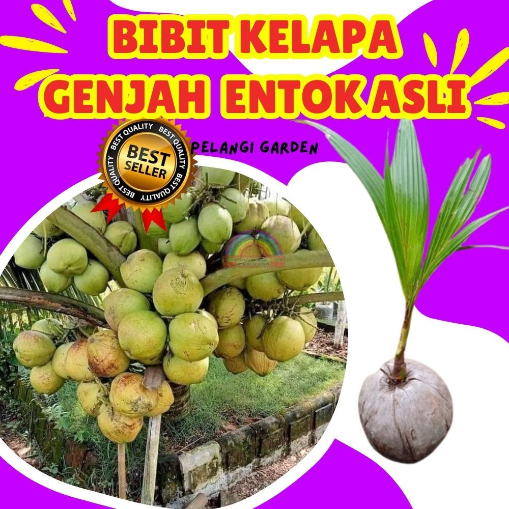 BIBIT PREMIUM.. Pohon Kelapa Ijo Pendek, Bibit Kelapa Ijo Genjah