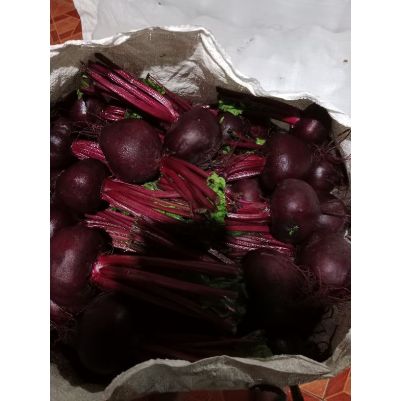 

Buah bit Segar 1 kg - Beetroot termurah