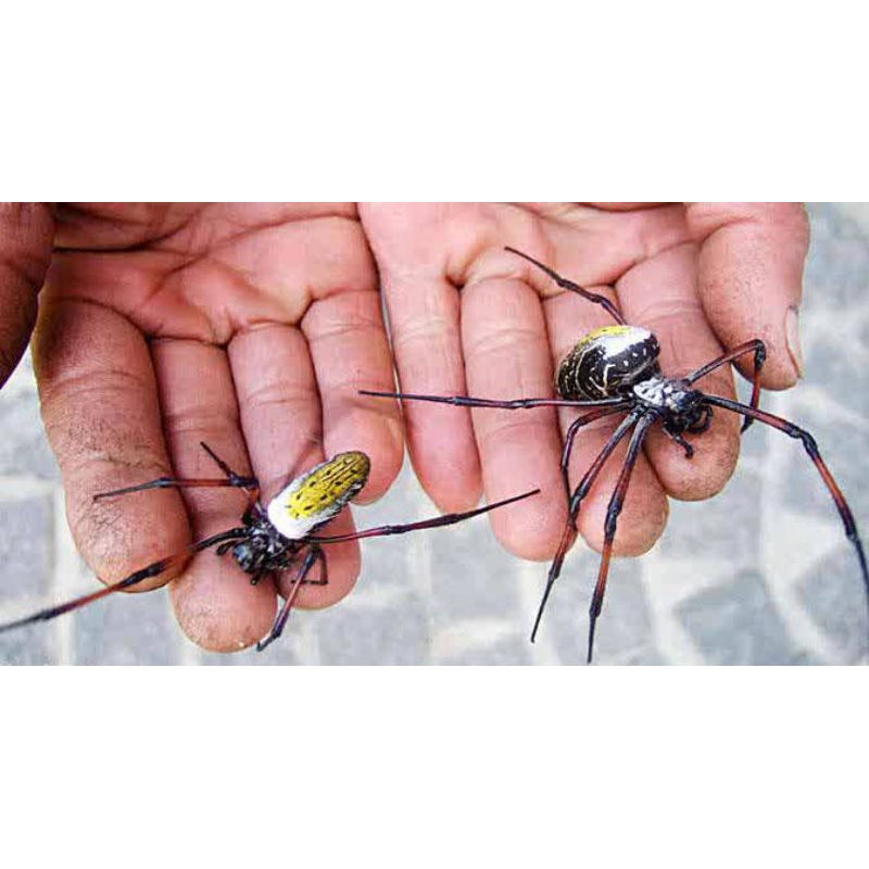 laba laba hidup monster/giant spider peliharaan