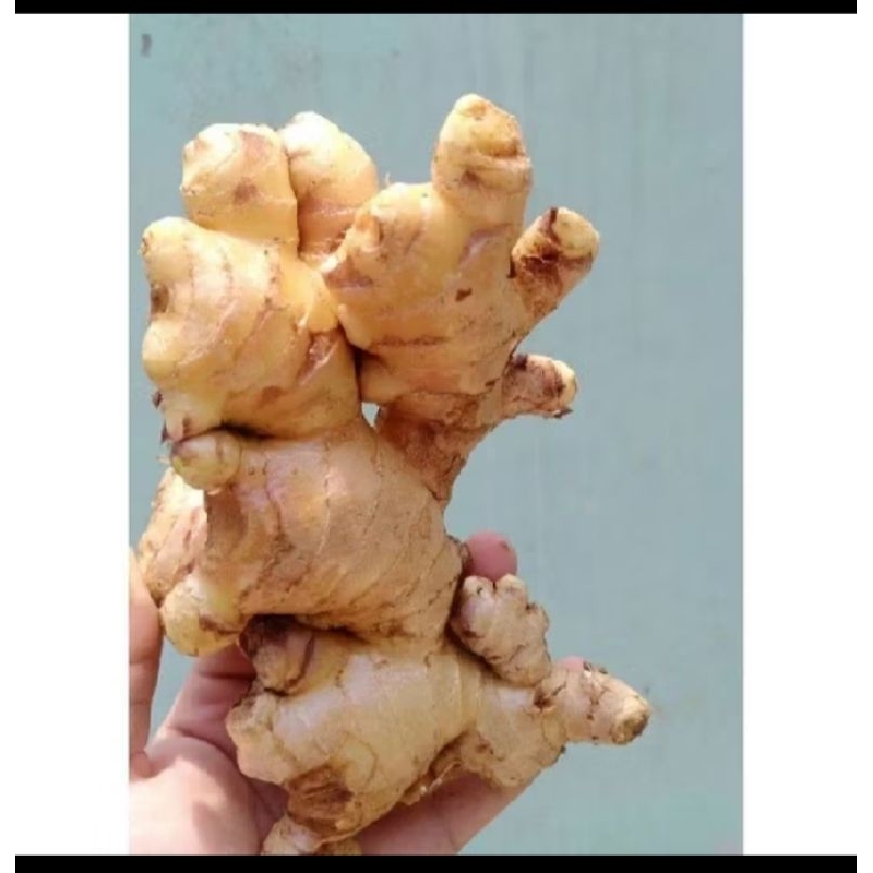 

jahe putih 500gram