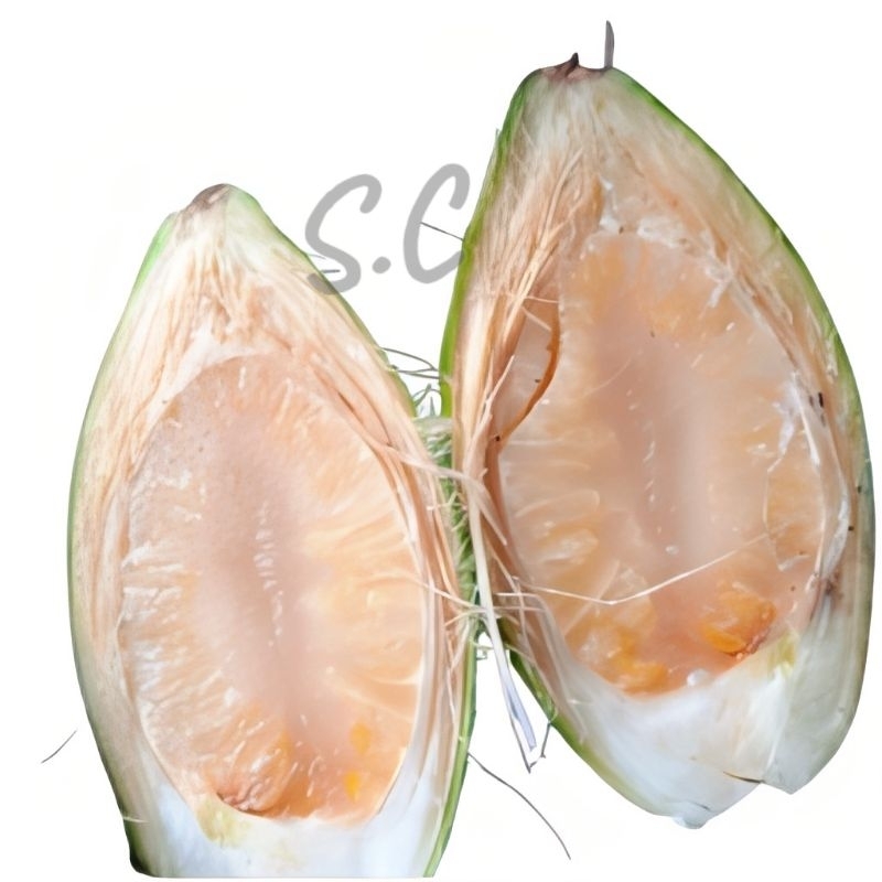 

TERMURAH-STAMINA HERBAL PRIA BUAH PINANG MUDA/JAMBE MUDAH PRESH 1KG