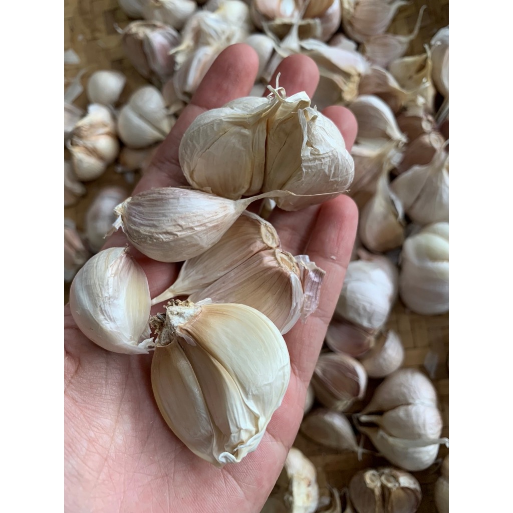 

bawang putih kating 500gr - 1kg kualitas super premium termurah kering, bersih, dan fresh