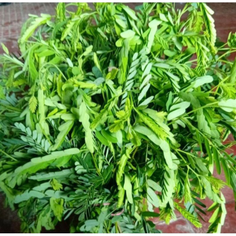 

Daun Asam Jawa Organik 50 gram