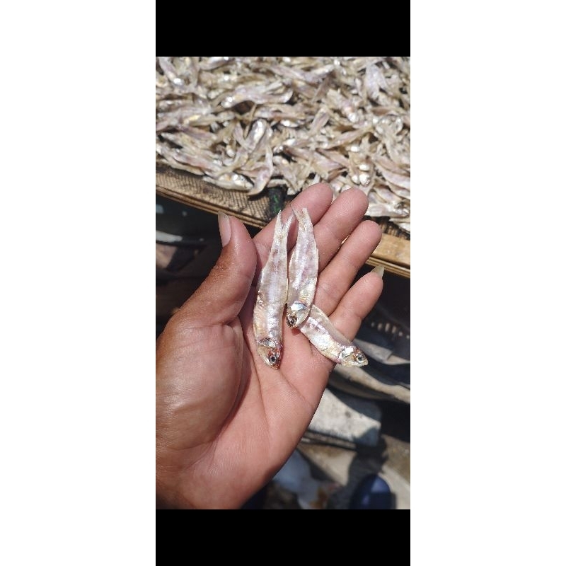 

ikan teri tawar Gresik