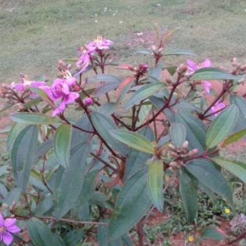 

Daun harendong bokor daun senggani segar 500 gram