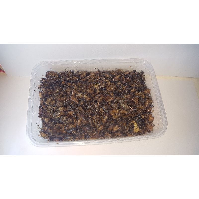

jangkrik goreng 150 gram kemasan 500 ml