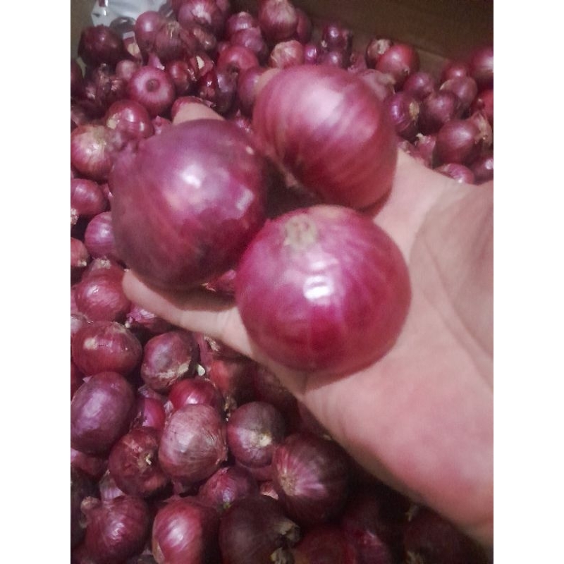 

RB Bawang Merah India / Bawang Peking 1 kg