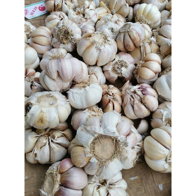 

Bawang putih 100gr/250gr segar