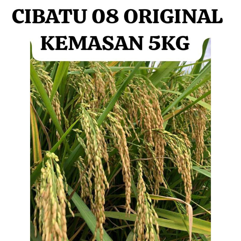 BENIH PADI CIBATU 08 ORIGINAL KEMASAN 5KG