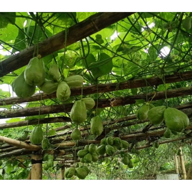 

waluh siam manisan isi 1pcs kualitas bagus/press