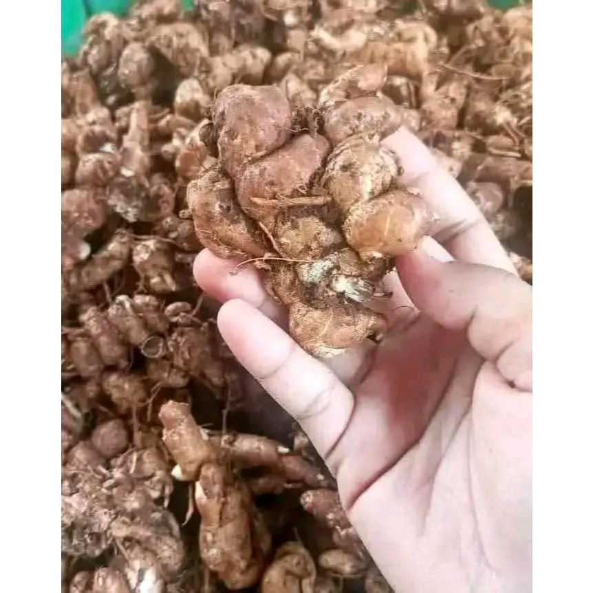 

KENCUR / CIKUR FRES SEGAR BAHAN SELAK DAN BUMBU MASAKAN KEMASAN 1 KG