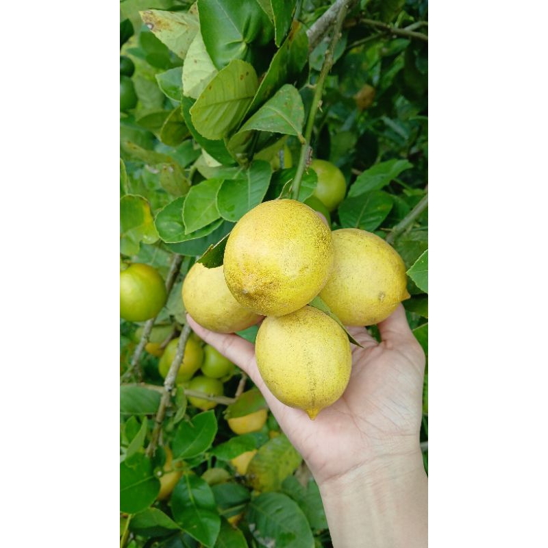

Lemon Lokal Pontianak