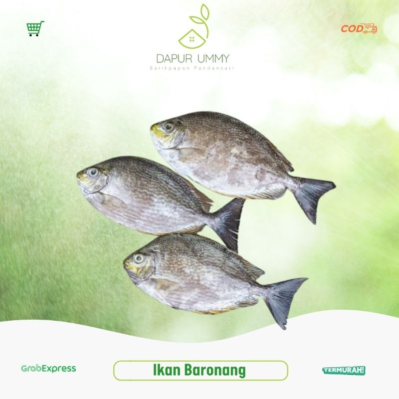 

IKAN FRESH • Ikan Baronang 1Kg • Tersedia Waktu Pagi