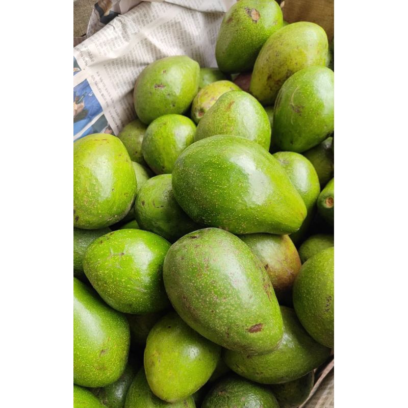 

ALPUKAT MENTEGA 500GRAM