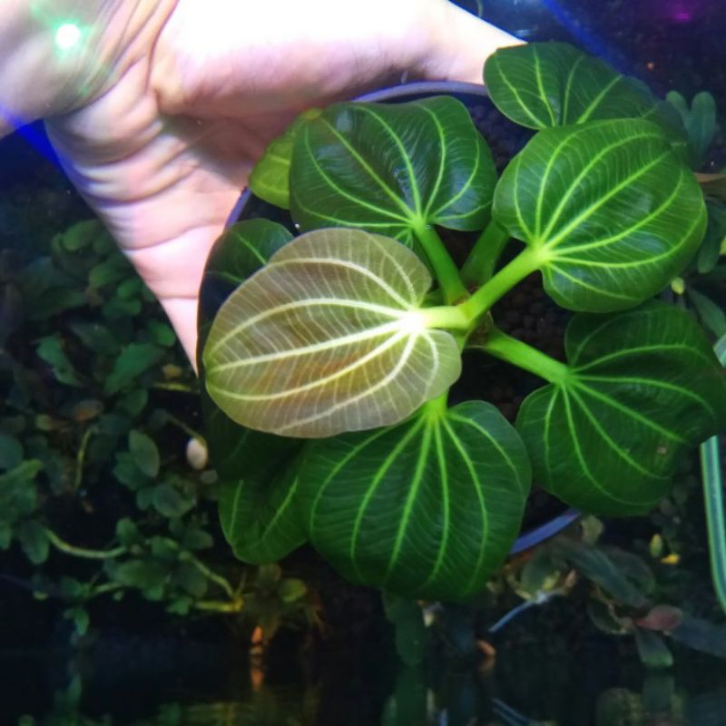 TANAMAN HIAS AQUASCAPE IGUAZU 2009