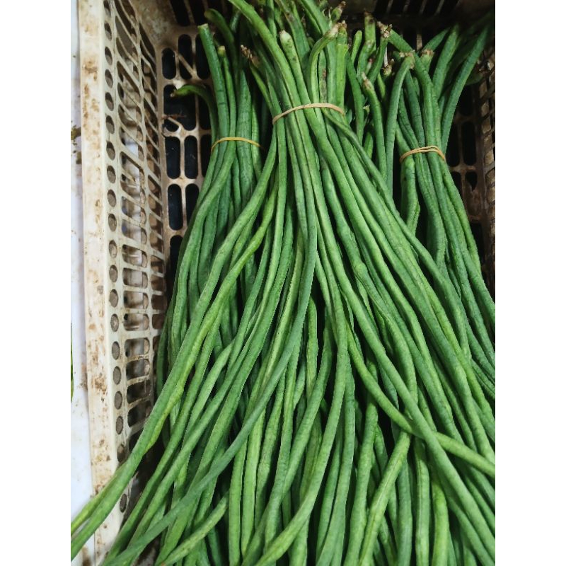 

kacang panjang