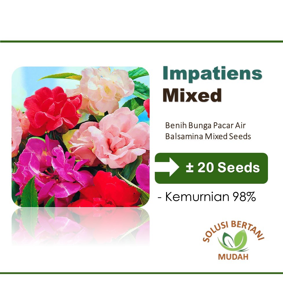 Biji Benih Bunga Pacar Air Impatiens Rose Balsamina Mix