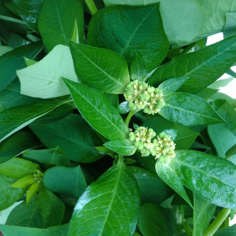 

Daun Senna Daun Sena Katemas Patikan mas suduk mantul segar 300 gram