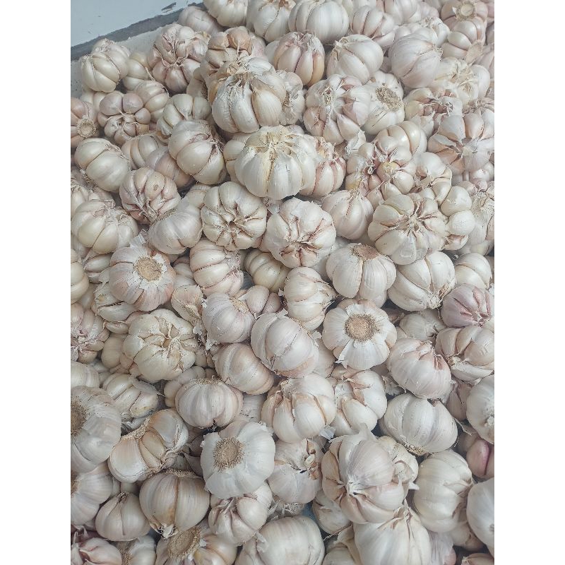 

Bawang putih segar 1 kg
