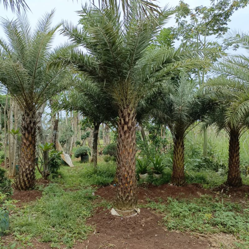 tanaman palem kenari silvertris pohon palem kenari silver tanaman palm kenari