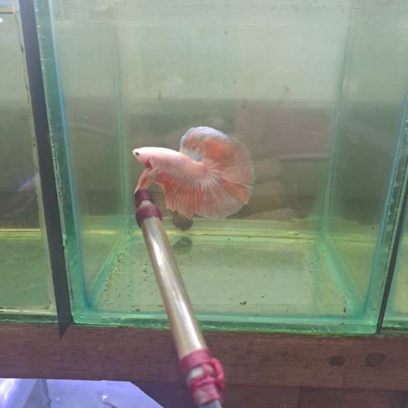 ikan cupang halfmoon armagedon - hm pink - male